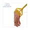 Unisan 5 in Looped-End Wet Mop, Orange, Cotton/Synthetic, PK12, UNS 501OR UNS 501OR - alternate 8